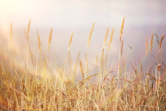 Yellow Grass Images – Browse 2,266,453 Stock Photos, Vectors, and Video |  Adobe Stock