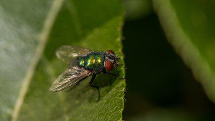 Fliege auf Blatt
