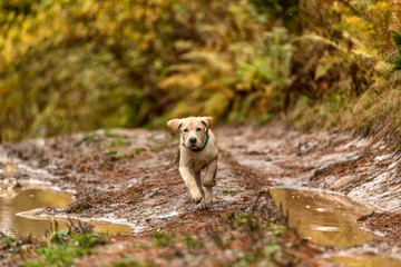 Puppy Labrador Retriever Runs in the Autumn Forest