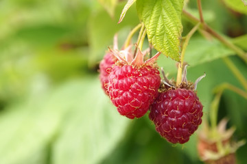 ripe berry raspberries on a branch