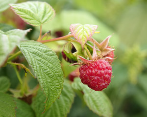 ripe berry raspberries on a branch
