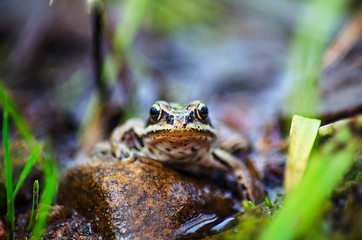 Frog on the river bank