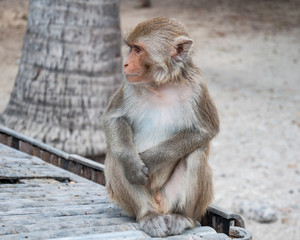 Naklejka premium A cute monkey sitting with a serious face, lives in a natural forest of Thailand.
