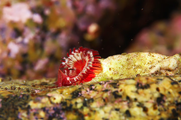 marine animals underwater photo