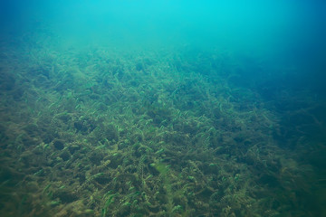 Fototapeta na wymiar Alga underwater landscape world freshwater pond