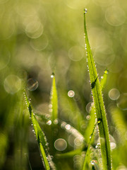 Wet grass and bokeh