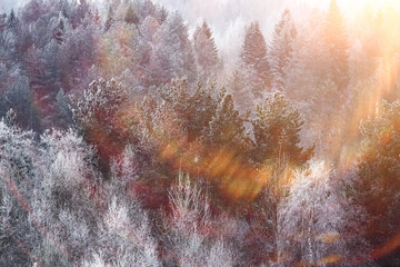 Snow-covered winter russian forest