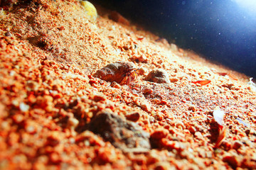 river bottom sand crab macro