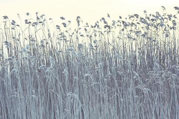 background texture of dry grass covered with hoarfrost