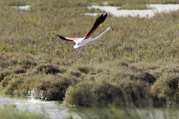 Flamingo fliegt in der camargue in frankreich aus einem wasserbecken los