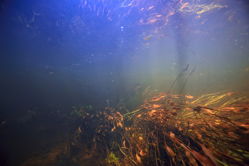 Fototapeta na wymiar underwater photo of freshwater pond / underwater landscape with sun rays and underwater ecosystem, algae and water lilies