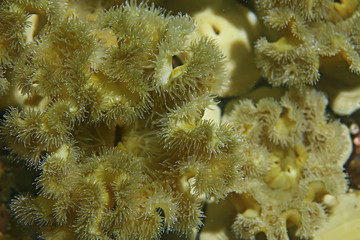 Obraz premium texture of the sea anemone macro tentacles corals