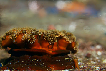 colony of sea anemones under water corals