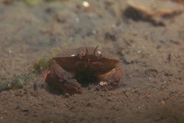 marine animals underwater photo