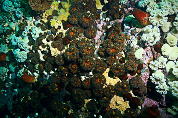 starfish underwater photo