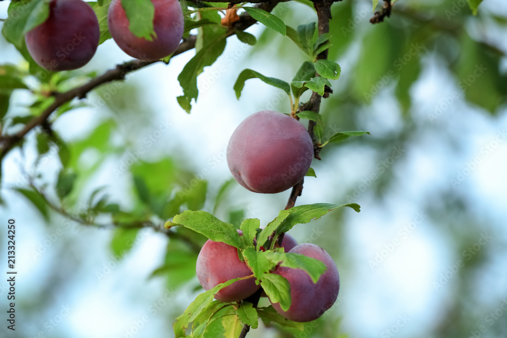 Canvas Prints Closeup of delicious ripe plums on tree branch in garden