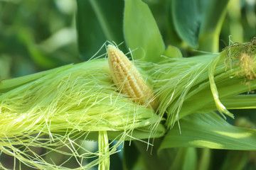 Young corn cob on plant in field