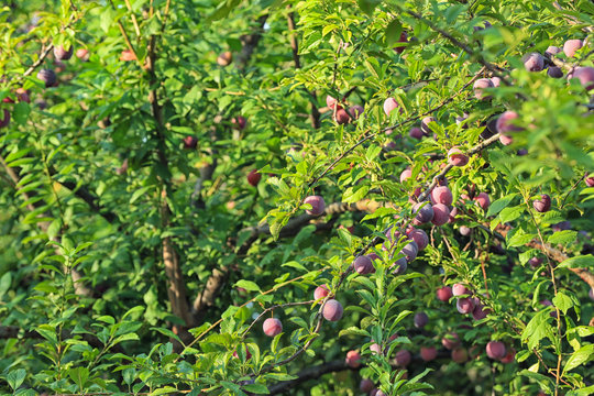 Delicious ripe plums on tree branches in garden