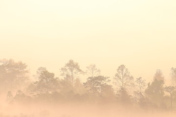silhouette pine tree forest. multiple layers forest covered in orange morning fog  
