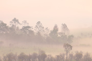 silhouette pine tree forest. multiple layers forest covered in orange morning fog  