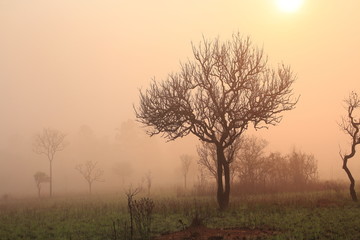 Fototapeta na wymiar silhouette pine tree forest. multiple layers forest covered in orange morning fog 