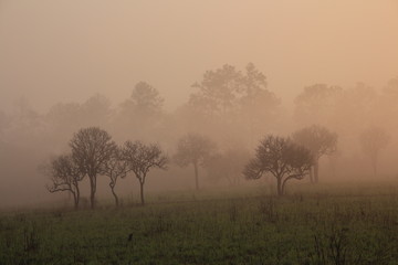 Fototapeta na wymiar silhouette pine tree forest. multiple layers forest covered in orange morning fog 