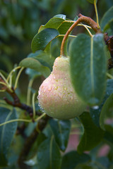 Pears on the tree. Morning dew on fruits.