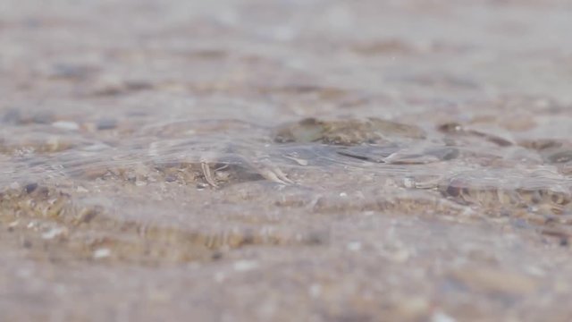 Crab on the beach goes into the water. Amphibian near the sea