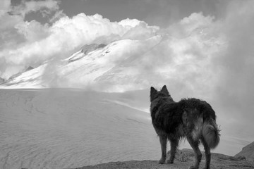 border collie dog on the adamello glacier in summer