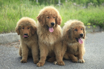 Fototapeta premium Tibetian mastiff