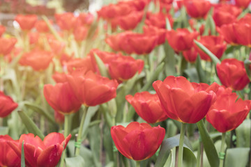 Colorful Tulip flower background  in the garden