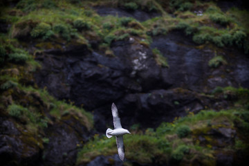Fototapeta premium gull in flight