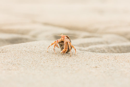 Hermit crab, Pagurus bernhardus, crawling on the sand beach in close up with focus on front pink body parts against a blurred background