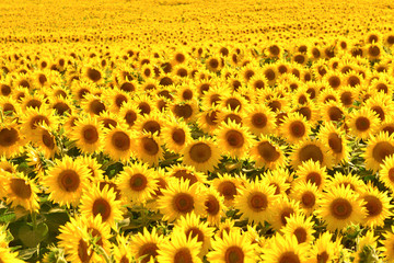 Sarı Y&uuml;zl&uuml; &Ccedil;i&ccedil;ekler