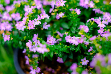 Beautiful colorful flowers in the garden can use for backdrop and background