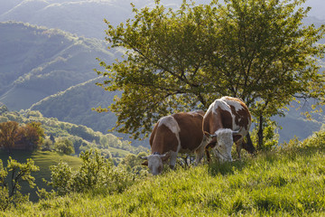 Two cows grazing