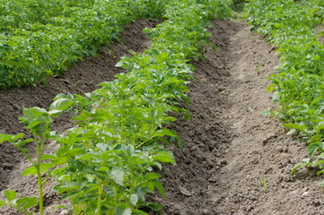 Green farm field with potatoes