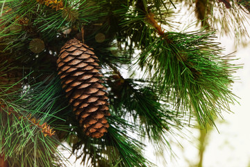 Christmas tree decoration with pine cone.