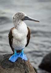 Blue footed boobie