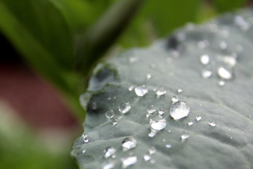 drops of water after a rain on a cabbage leaf