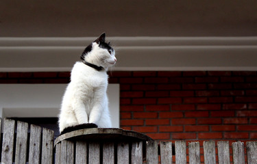 A lazy cat sits on a fence and looks lazily into the distance