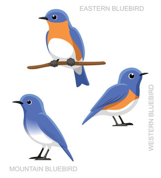 Bird Bluebird Set Cartoon Vector Illustration