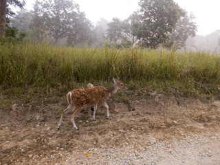 Naklejka na ściany i meble Morgendlicher Ausflug in den Corbett Nationalpark in Uttarakhand Indien