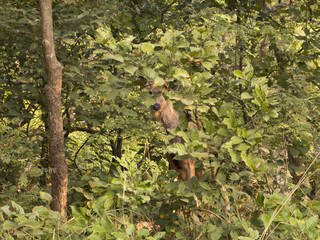 Morgendlicher Ausflug in den Corbett Nationalpark in Uttarakhand Indien