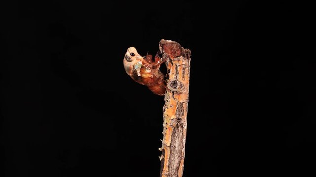 A cicada metamorphoses on a branch, time-lapse photography.