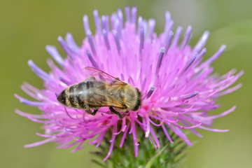 Bee placed on Cichorum inthybus on spontaneous flora
