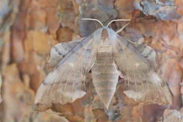Pine-tree lappet Dendrolimus pini, Leningrad region, Russia