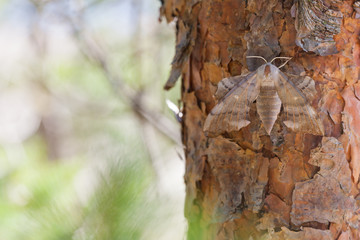 Pine-tree lappet Dendrolimus pini, Leningrad region, Russia