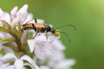 A mustachioed beetle sits on the inflorescence of an orchid