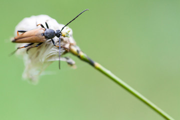 A mustachioed beetle sits on the hare`s-tail cottongrass
